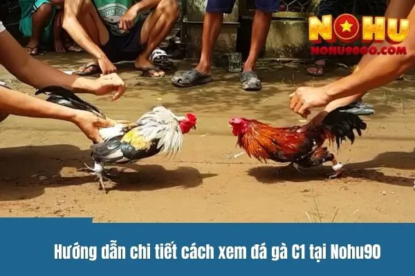 Trực Tiếp Đá Gà C1 - Hướng Dẫn Cơ Bản Từ A-Z 3 Hướng dẫn chi tiết cách xem trực tiếp đá gà C1 tại Nohu90