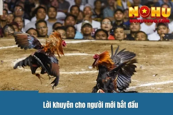 Đá Gà Cựa Dao - Cơ Hội Kiếm Tiền Cho Những Người Tham Gia 3 Lời khuyên cho người mới bắt đầu
